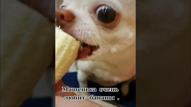 чихуа приколы. чихуахуа приколы. чихуа приколы. чихуахуа приколы.