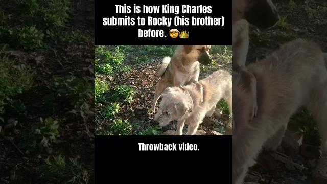 THIS IS AN OLD VIDEO YEARS AGO. CHARLES AND ROCKY ARE 5-7 MONTHS OLDIG newlu_princess ctto #dogs THIS IS AN OLD VIDEO YEARS AGO. CHARLES AND ROCKY ARE 5-7 MONTHS OLDIG newlu_princess ctto #dogs