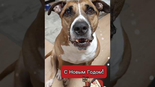 С наступающим, друзья Обращение в закрепе #ханна #говорящаясобака #поздравление #сновымгодом С наступающим, друзья Обращение в закрепе #ханна #говорящаясобака #поздравление #сновымгодом