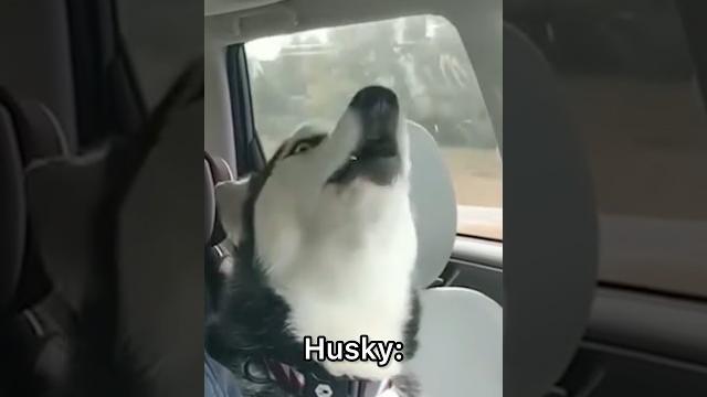 German Shepherd vs Husky Funniest Huskies | Best Videos #husky #doglovers #huskydog #shorts #dog German Shepherd vs Husky Funniest Huskies | Best Videos #husky #doglovers #huskydog #shorts #dog