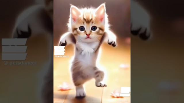 кошка танцует мотоцикл️ кошка танцует мотоцикл️