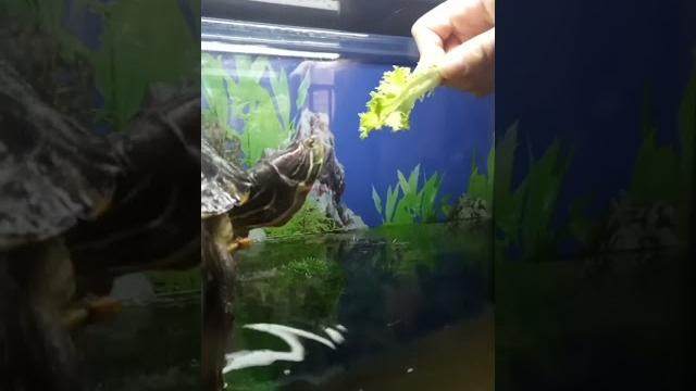 #черепаха #прикол #очень смешное видео #черепаха #прикол #очень смешное видео