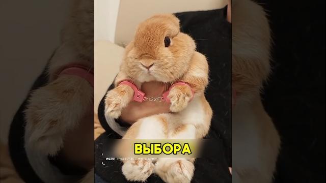 Зубастый кролик #shorts #добро Зубастый кролик #shorts #добро