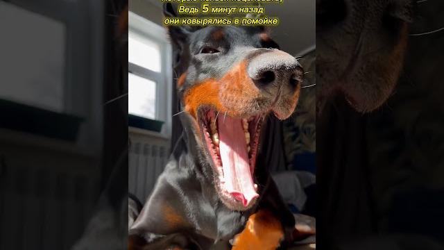 Есть такое ? #доберман #собака #прикол Есть такое ? #доберман #собака #прикол