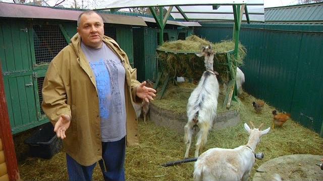 Содержание коз. Опыт почти горожанина // FORUMHOUSE Содержание коз. Опыт почти горожанина // FORUMHOUSE