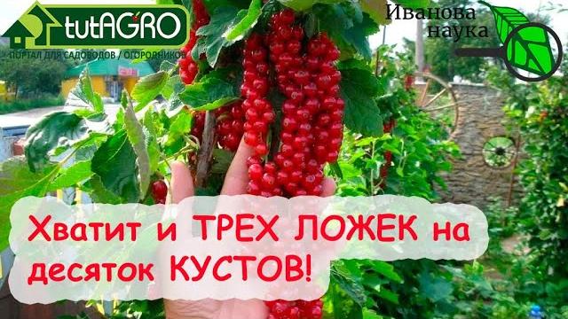 ТРИ ЧАЙНЫХ ЛОЖКИ НА ВЕДРО - И СМОРОДИНА КРУПНАЯ, СЛАДКАЯ, УРОЖАЙНАЯ! Подкормка смородины на налив! ТРИ ЧАЙНЫХ ЛОЖКИ НА ВЕДРО - И СМОРОДИНА КРУПНАЯ, СЛАДКАЯ, УРОЖАЙНАЯ! Подкормка смородины на налив!