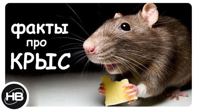 10 Самых Интересных Фактов о Крысах. Факты про Крыс 10 Самых Интересных Фактов о Крысах. Факты про Крыс
