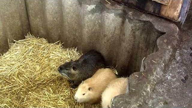 Важные корма и содержание нутрий-1. Важные корма и содержание нутрий-1.