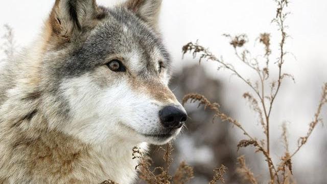 Волки и вороны,Борис Гребенщиков,Аквариум Волки и вороны,Борис Гребенщиков,Аквариум