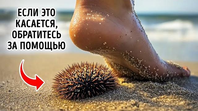 Необычные факты о морских животных, скрывающихся под водой Необычные факты о морских животных, скрывающихся под водой