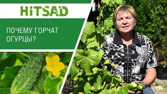 Почему огурцы горькие ? Что делать ? Почему огурцы горькие ? Что делать ?