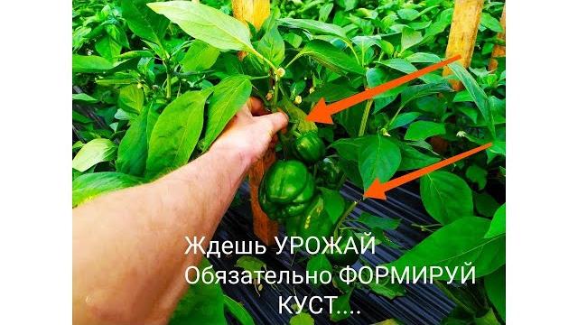 Как формировать перец.Как формировать или пасынковать сладкий перец для СИЛЬНОГО УРОЖАЯ ! Как формировать перец.Как формировать или пасынковать сладкий перец для СИЛЬНОГО УРОЖАЯ !