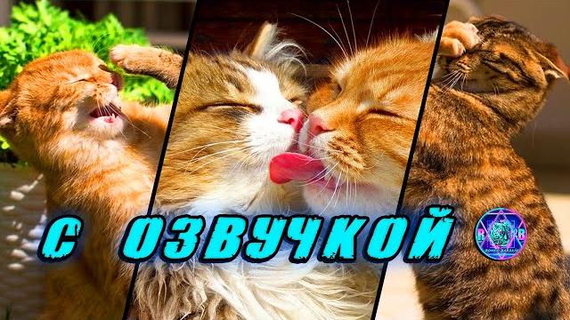 Приколы с котами! ️ С ОЗВУЧКОЙ! Смешные коты и собаки! Смешные видео про животных! УГАР до слез Приколы с котами! ️ С ОЗВУЧКОЙ! Смешные коты и собаки! Смешные видео про животных! УГАР до слез