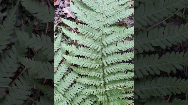 #Папоротник в Лесу - Природа Украины. #Fern in the Forest - #Nature #Plants Beauty 4k Shorts Videos #Папоротник в Лесу - Природа Украины. #Fern in the Forest - #Nature #Plants Beauty 4k Shorts Videos