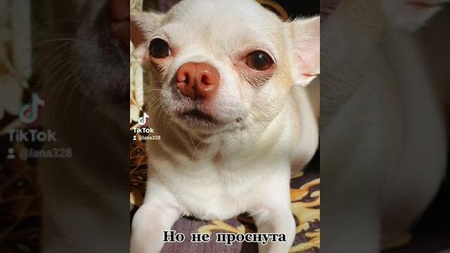 чихуа приколы. чихуахуа. чихуа приколы. чихуахуа.