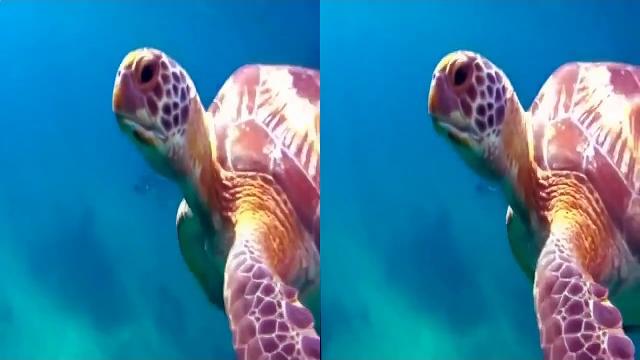 Видео для виртуальных очков океан Ocean World 3D Видео для виртуальных очков океан Ocean World 3D