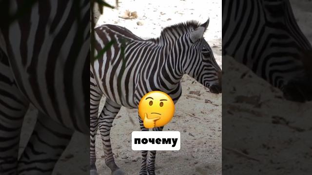 Вы Не Поверите Почему Зебра Полосатая? Вы Не Поверите Почему Зебра Полосатая?