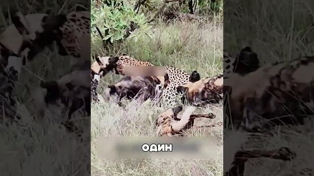Один леопард против СТАДА шакалов Один леопард против СТАДА шакалов