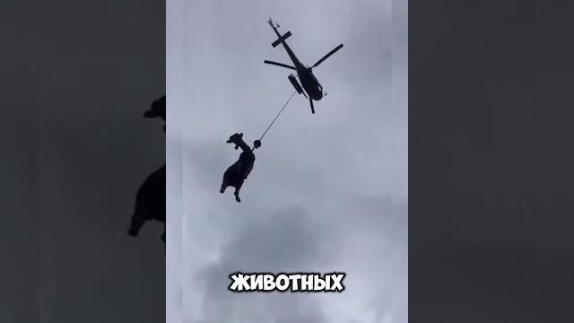 Корова #новости #юмор #европа #швейцария #мем #животные #корова #shorts #shortvideo #video #short Корова #новости #юмор #европа #швейцария #мем #животные #корова #shorts #shortvideo #video #short