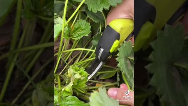 Как обрезать клубнику!... Как обрезать клубнику!...