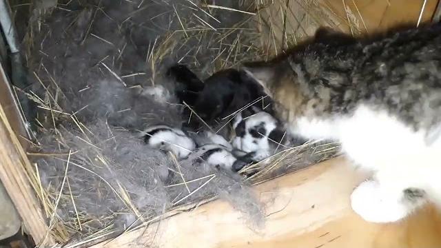 Как повысить молочность у крольчих Как повысить молочность у крольчих