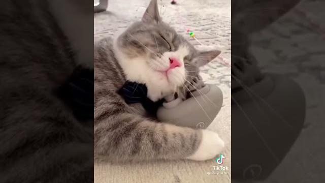 Смешные кошечки, собачки и не только Смешные кошечки, собачки и не только