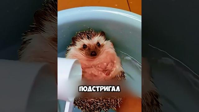 Думали, что ёж беременный #милыеживотные #животные Думали, что ёж беременный #милыеживотные #животные