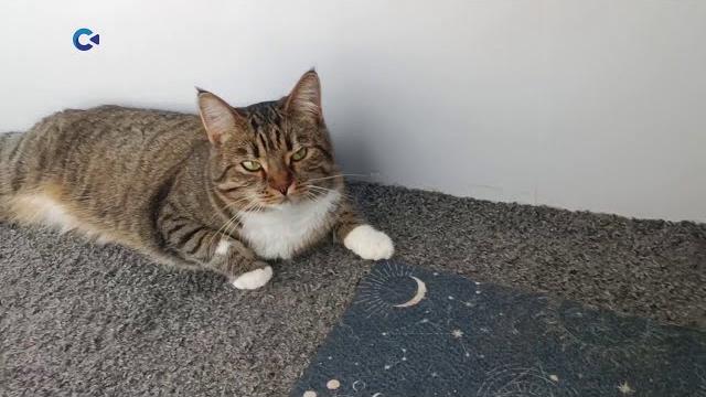 Во всем мире 8 августа отмечают День кошек Во всем мире 8 августа отмечают День кошек