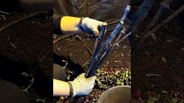 МИФ ПРО ПРОРАЩИВАНИЕ КОРНЕЙ НА ЧЕРЕНКАХ#shorts #tiktok #сад #садоводничество #новости #юмор МИФ ПРО ПРОРАЩИВАНИЕ КОРНЕЙ НА ЧЕРЕНКАХ#shorts #tiktok #сад #садоводничество #новости #юмор