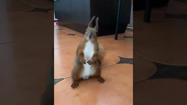 Тик ток про животных / тик ток животные / смешные животные / приколы / тренды тик ток / белка / Тик ток про животных / тик ток животные / смешные животные / приколы / тренды тик ток / белка /