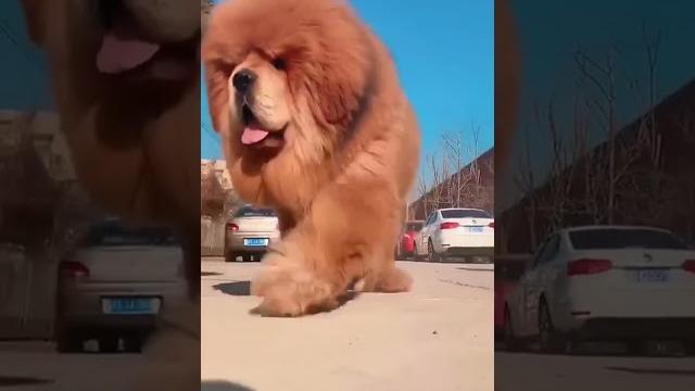 Самые большие собаки в мире. Тибетский мастиф. Красивая собака. Удивительные животные планеты земля. Самые большие собаки в мире. Тибетский мастиф. Красивая собака. Удивительные животные планеты земля.