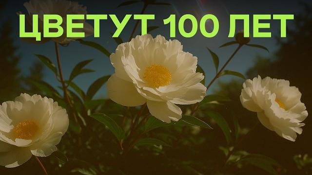 Больше Не Сажаю Другие Кусты Когда Узнала Об Этих! Больше Не Сажаю Другие Кусты Когда Узнала Об Этих!
