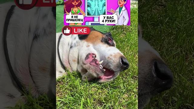 Может мутант? #животные #юмор #собаки #собака #бассетхаунд #dog #dogs #humor #bassethound #animals Может мутант? #животные #юмор #собаки #собака #бассетхаунд #dog #dogs #humor #bassethound #animals