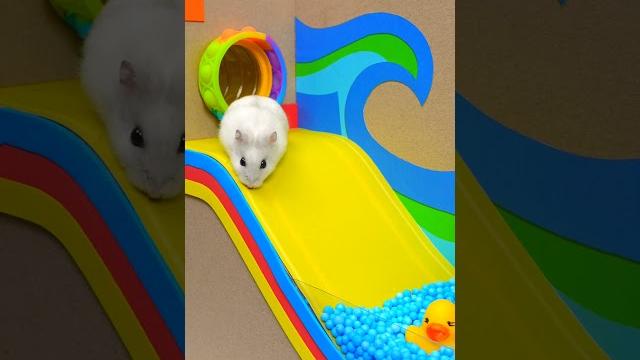 Удивительный Хомячий Лабиринт с Бассейном Хомура Хам Питомцы Удивительный Хомячий Лабиринт с Бассейном Хомура Хам Питомцы