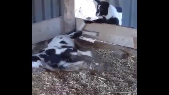 Самое смешное видео про коз Самое смешное видео про коз