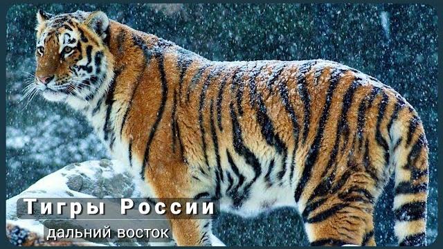 Тигры России. Дикая природа России. Тигр. Тигры России. Дикая природа России. Тигр.