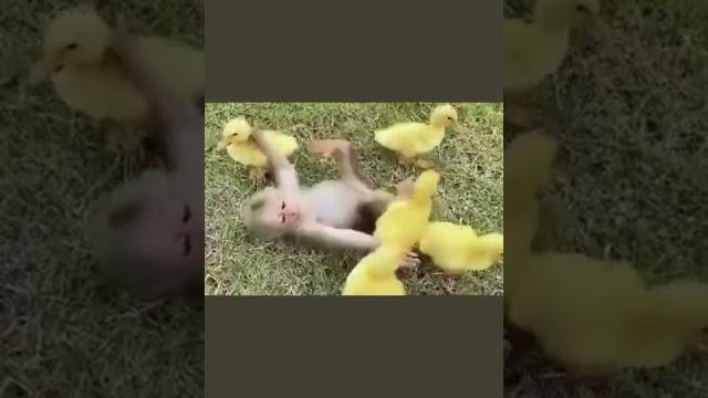 Наша обезьянка и утята #утёнок #обезьянка Наша обезьянка и утята #утёнок #обезьянка