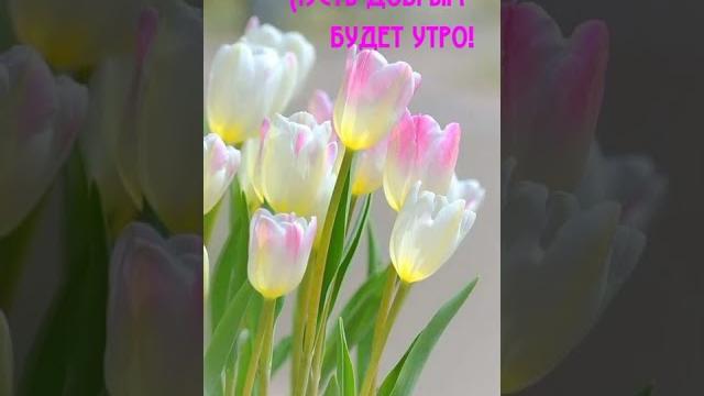 С добрым утром #shorts #video С добрым утром #shorts #video