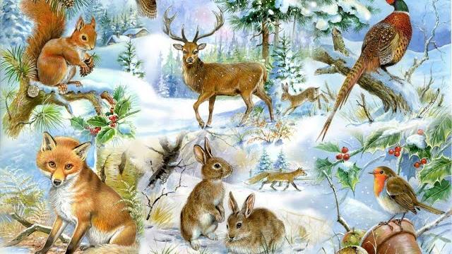 Как зимуют звери в лесу . Как зимуют звери в лесу .