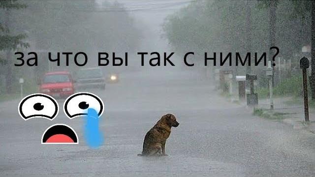 Самое грустное видео про животных Самое грустное видео про животных