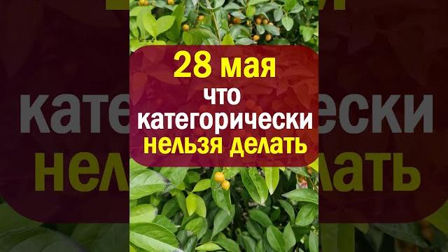 28 мая народный праздник день Пахома Теплого. Что нельзя делать. Народные приметы, традиции обряды 28 мая народный праздник день Пахома Теплого. Что нельзя делать. Народные приметы, традиции обряды