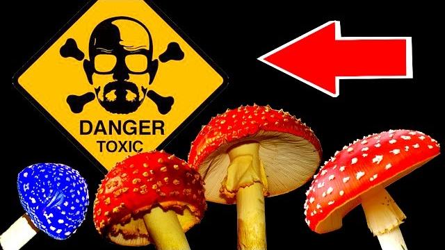 ТОП 15 опасных для человека грибов (ядовитые грибы) ТОП 15 опасных для человека грибов (ядовитые грибы)