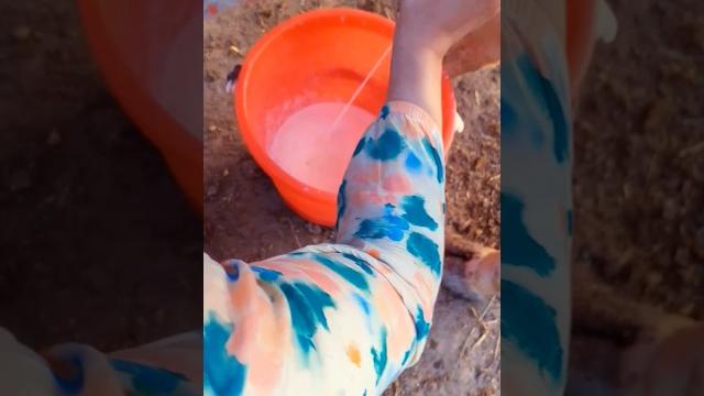 Milking a cow by hand//Доить корову вручную.29.05.2025. #village #relaxing #milkingbyhand #short Milking a cow by hand//Доить корову вручную.29.05.2025. #village #relaxing #milkingbyhand #short