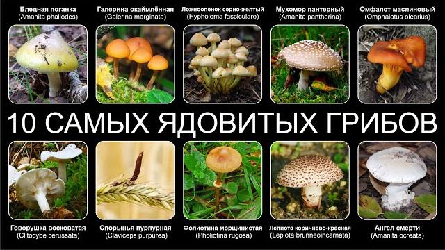 Топ 10 САМЫХ ЯДОВИТЫХ ГРИБОВ В МИРЕ Топ 10 САМЫХ ЯДОВИТЫХ ГРИБОВ В МИРЕ
