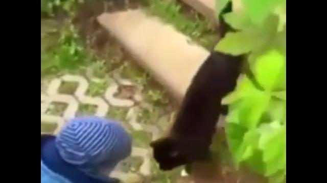 Спросил у кошки как дела. А она... Спросил у кошки как дела. А она...