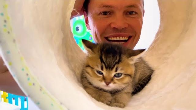 Котята Управляют жизнью Целый день от Макс и Катя Котята Управляют жизнью Целый день от Макс и Катя