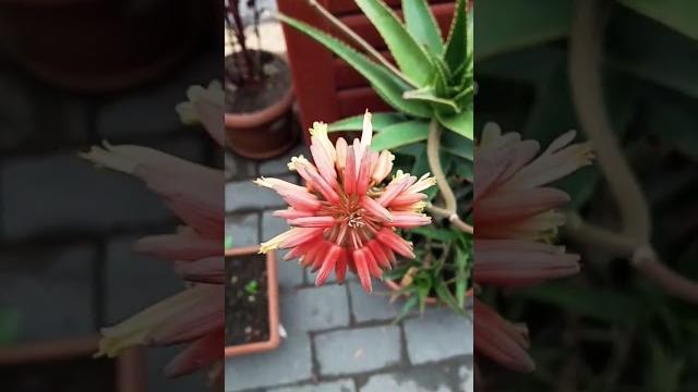 Как цветёт Алоэ Вера! Как цветёт Алоэ Вера!