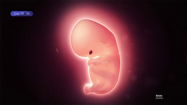 Embryo Development Week by Week: IVF Time Lapse Journey Embryo Development Week by Week: IVF Time Lapse Journey