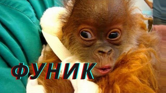 Милые обезьянки СМЕШНОЕ ВИДЕО ИЗ ПРИРОДЫ Милые обезьянки СМЕШНОЕ ВИДЕО ИЗ ПРИРОДЫ