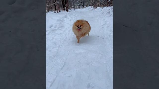 Обожаю этого льва #шпиц#собака#видео#смешноевидео#прикол#shorts#новыйгод#праздник#funny#dog#зима Обожаю этого льва #шпиц#собака#видео#смешноевидео#прикол#shorts#новыйгод#праздник#funny#dog#зима